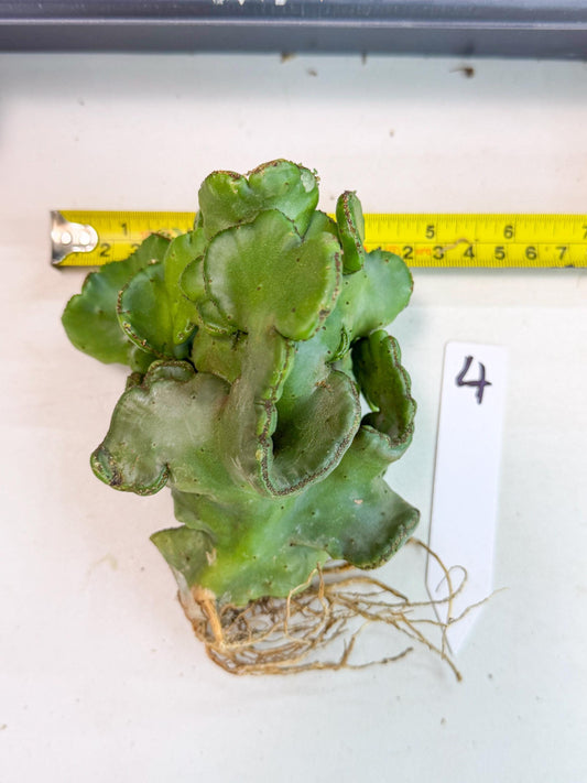 Eupho Leucodendron Cristata (4) | Exotic Rare Plant