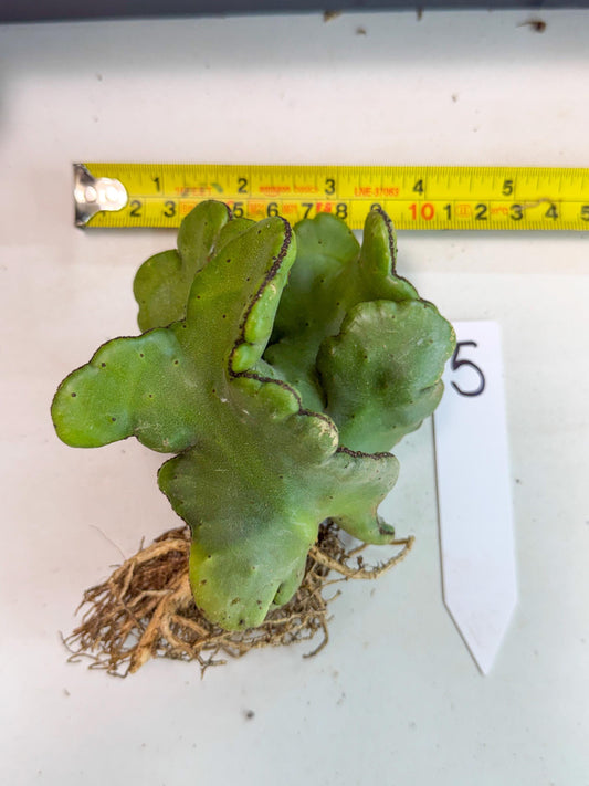 Eupho Leucodendron Cristata (5) | Exotic Rare Plant