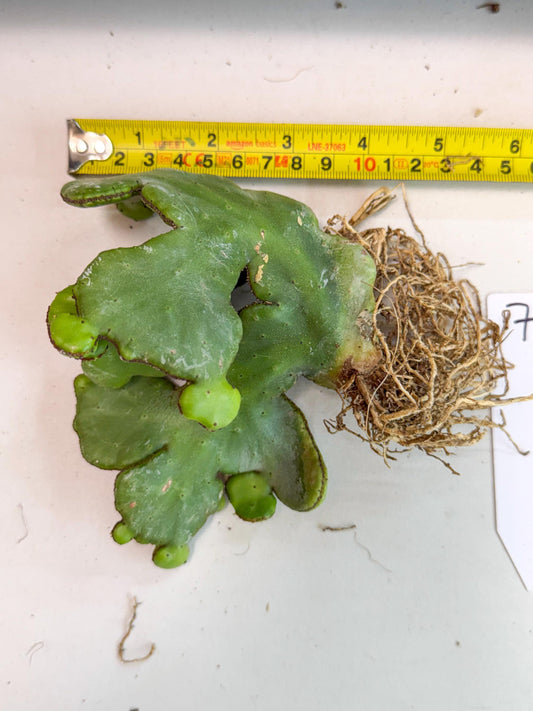 Eupho Leucodendron Cristata (7) | Exotic Rare Plant