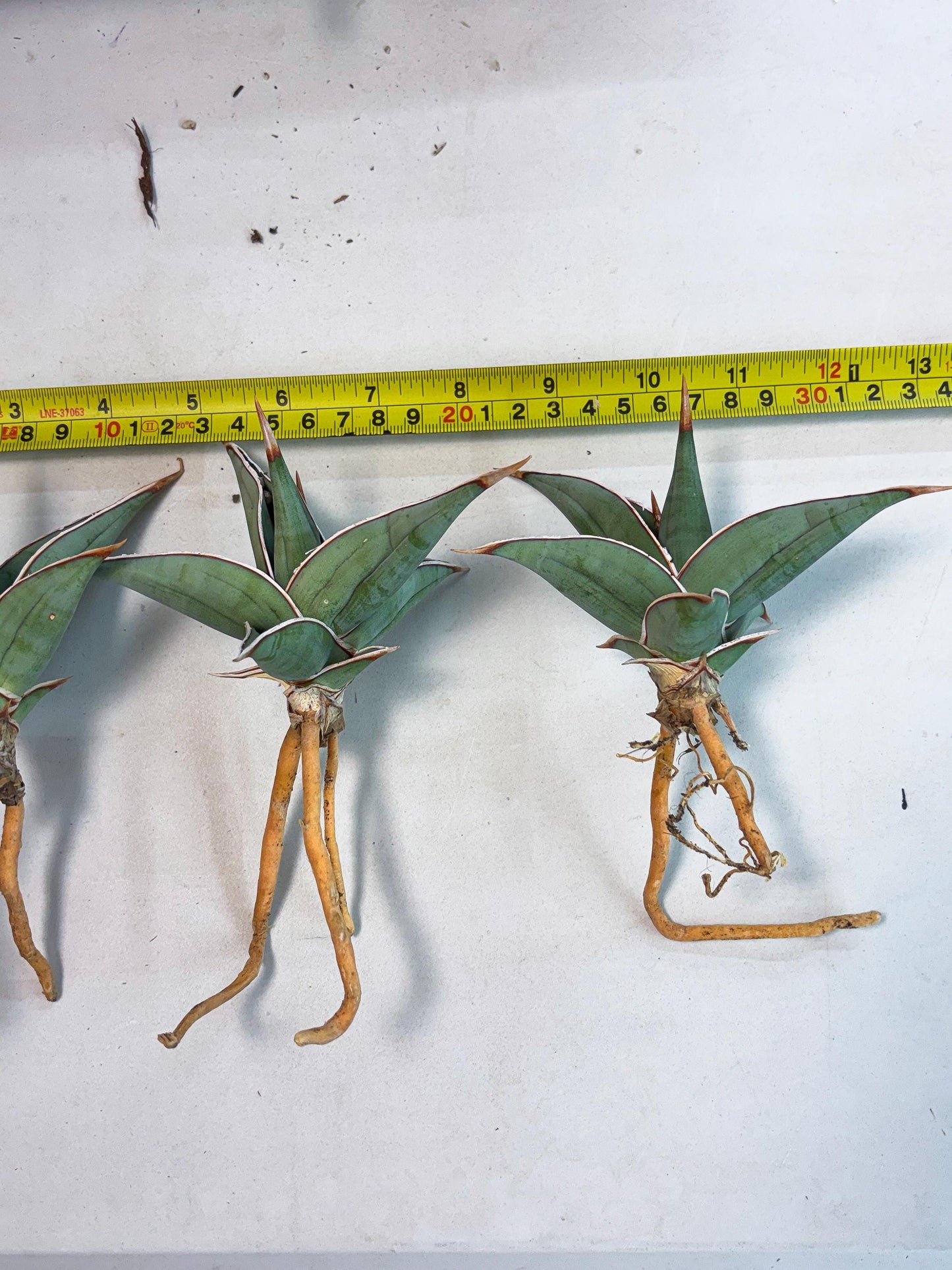 Sansevieria Pinguicula (SM) | Walking Sansevieria