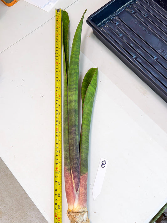 Sansevieria Mystic Magenta (rr) (8) | Very Rare Hybrid