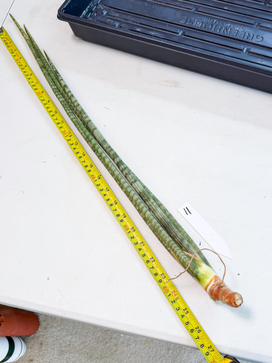 Sansevieria Pix Maro (rr) (11) | Very Rare Hybrid