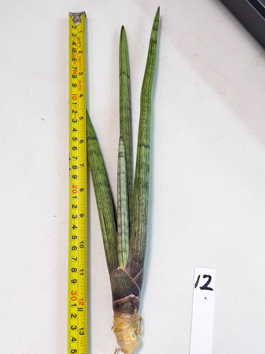 Sansevieria Kari (rr) (12) | Very Rare Hybrid
