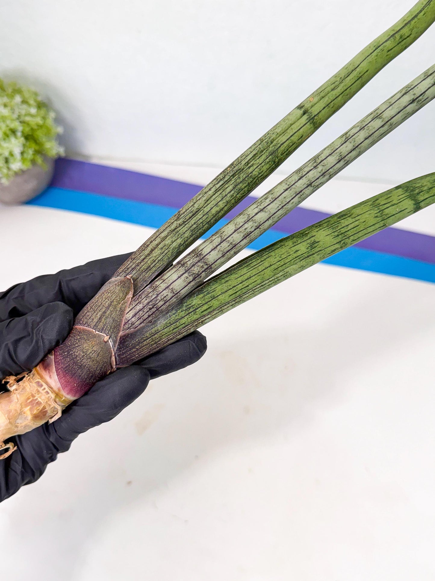 Sansevieria Kari (rr) (12) | Very Rare Hybrid