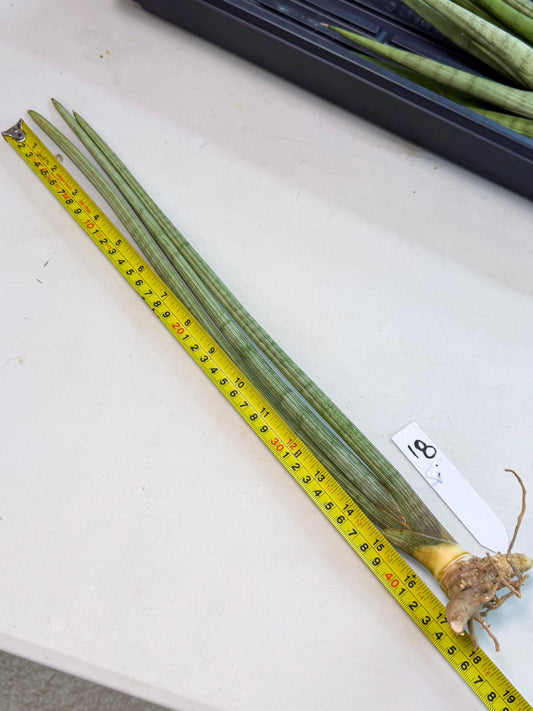 Sansevieria Huren (rr) (18) | Very Rare Hybrid