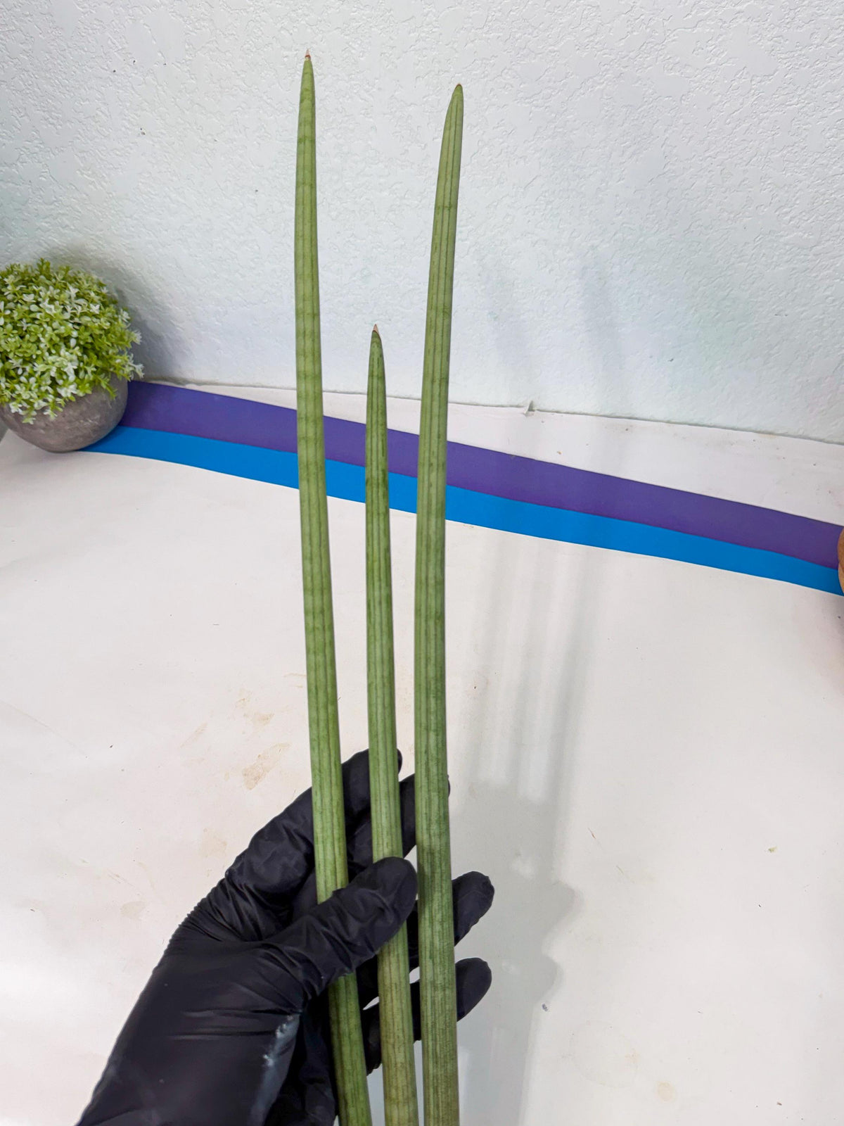 Sansevieria Huren (rr) (19) | Very Rare Hybrid