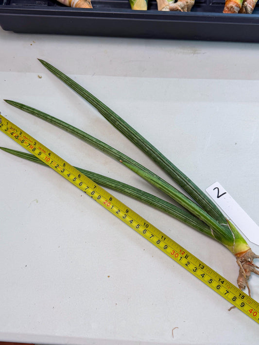 Sansevieria Mill Lignes (pp) (2) | Imported hybrids