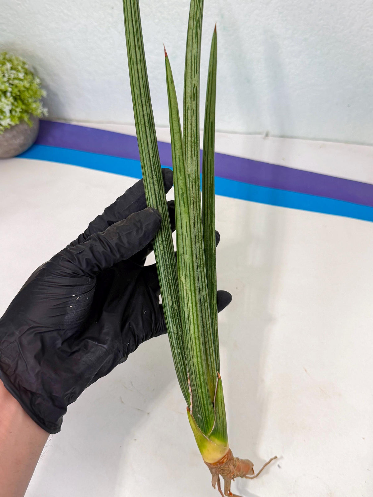 Sansevieria Mill Lignes (pp) (2) | Imported hybrids