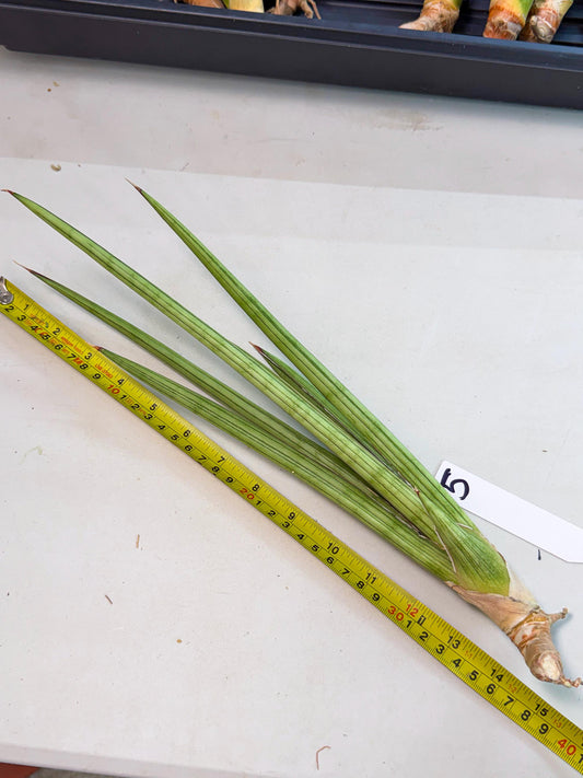 Sansevieria Alawo Eve (pp) (5) | Rare Hybrids