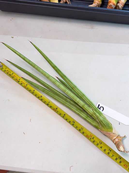 Sansevieria Alawo Eve (pp) (5) | Rare Hybrids