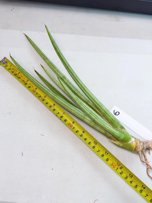 Sansevieria Alawo Eve (pp) (6) | Rare Hybrids