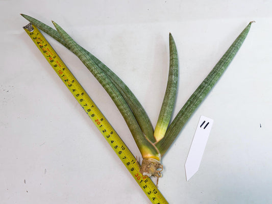 Sansevieria Nabat Earid (pp) (11) | Rare Hybrids