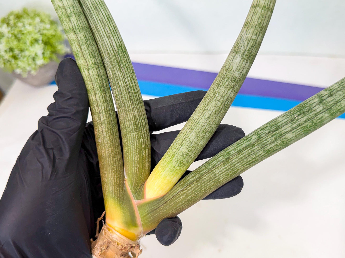 Sansevieria Nabat Earid (pp) (11) | Rare Hybrids