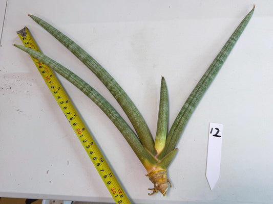 Sansevieria Nabat Earid (pp) (12) | Rare Hybrids