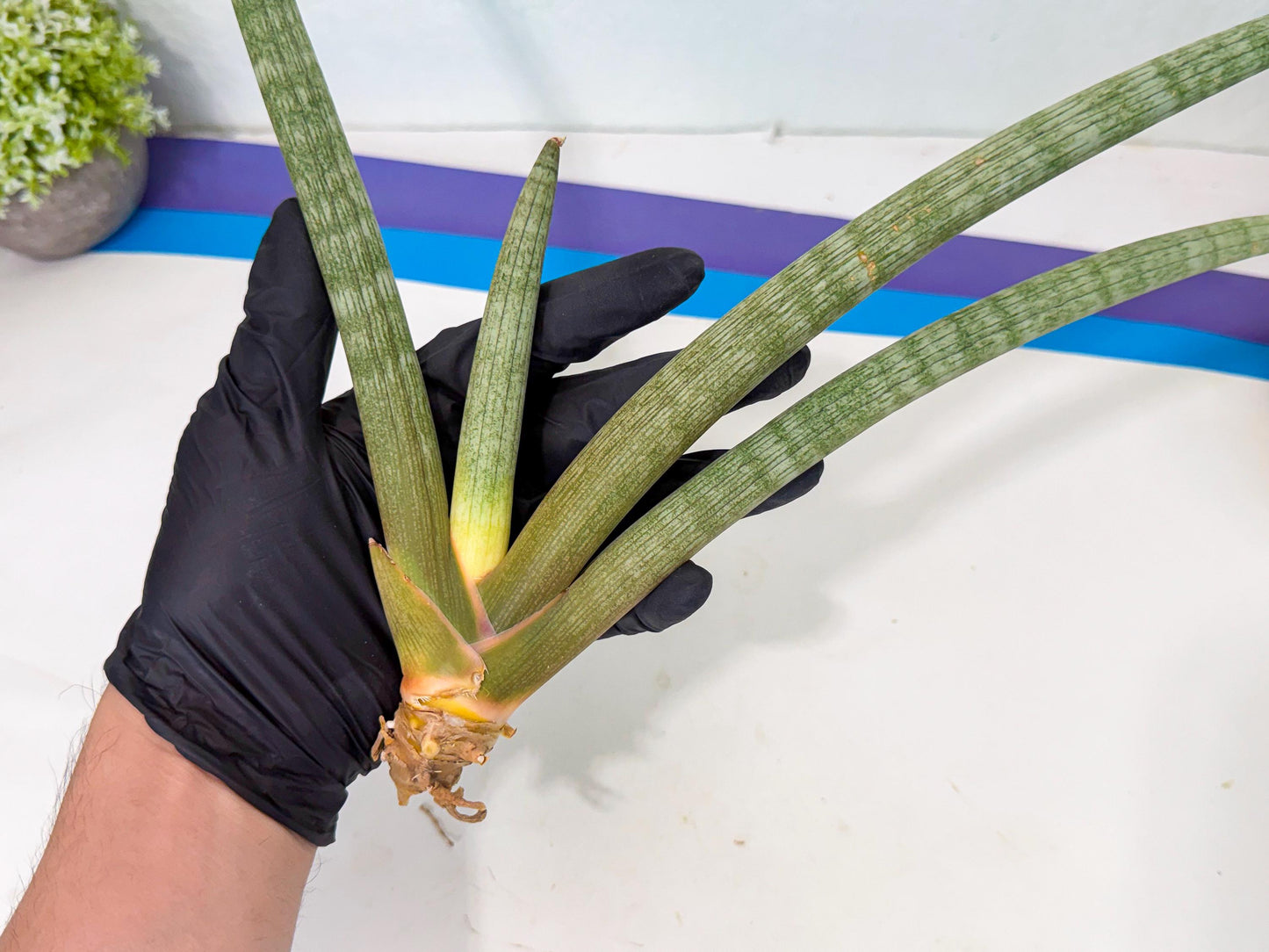 Sansevieria Nabat Earid (pp) (12) | Rare Hybrids