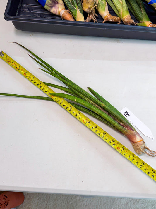 Sansevieria Najm (pp) (14) | Rare Hybrids