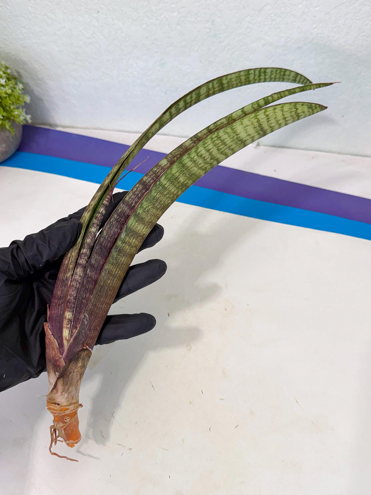 Sansevieria Yaprak (gg) (2) | New Imported Hybrids
