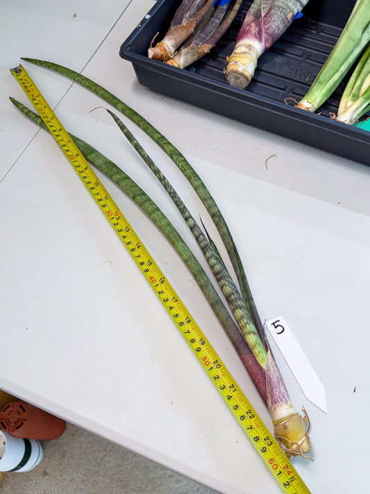 Sansevieria Beyers Scrab (gg) (5) | New Imported Hybrids
