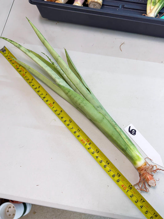 Sansevieria Kamakiri (gg) (6) | New Imported Hybrids