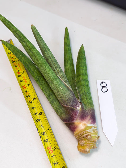 Sansevieria Yesil Tac (gg) (8) | New Imported Hybrids