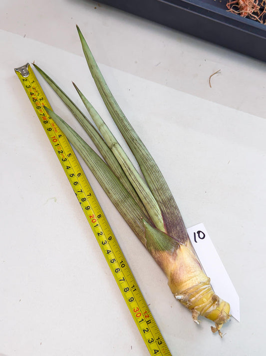Sansevieria Naneli Tac (gg) (10) | New Imported Hybrids