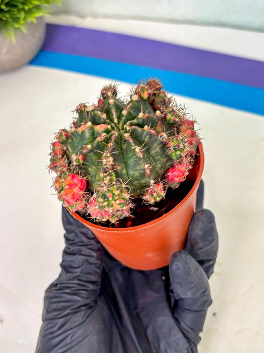 Gymnocalycium Mihanovichii (3) | De-Grafted