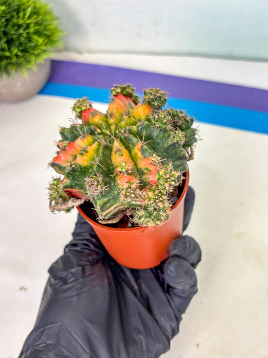 Gymnocalycium Mihanovichii (4) | De-Grafted