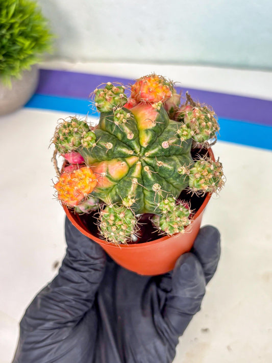 Gymnocalycium Mihanovichii (y) (o3) | De-Grafted Plant