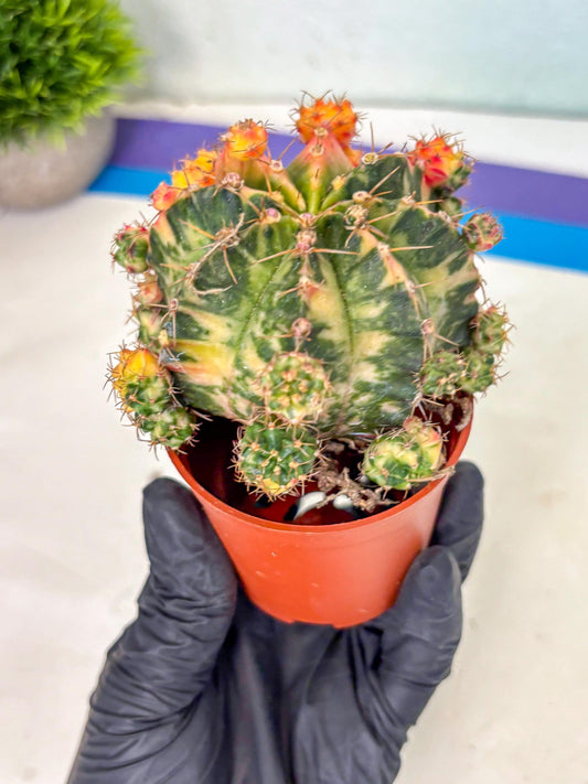 Gymnocalycium Mihanovichii (y) (o6) | De-Grafted Plant
