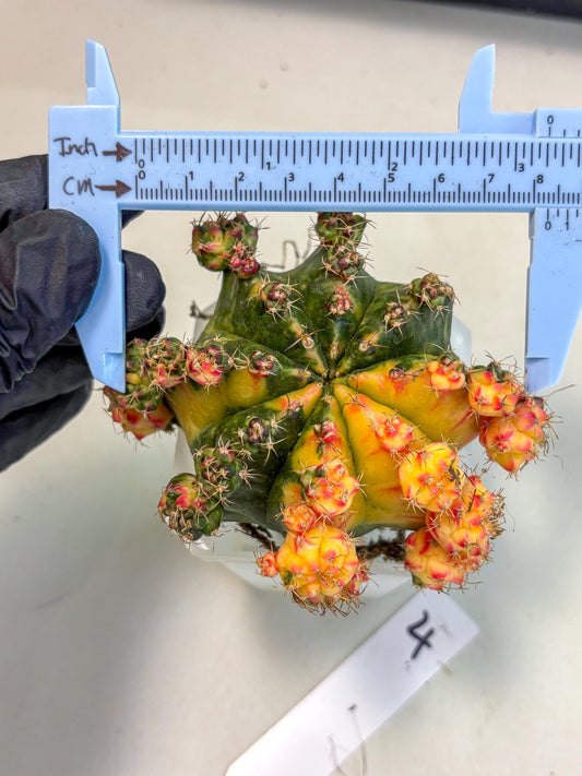 Gymnocalycium Mihanovichii (XL) (o4) | De-Grafted Plant