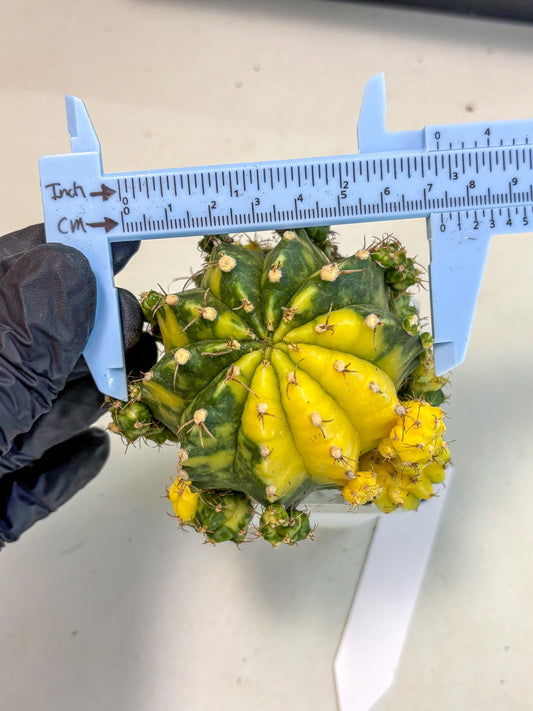 Gymnocalycium Mihanovichii (XL) (o5) | De-Grafted Plant