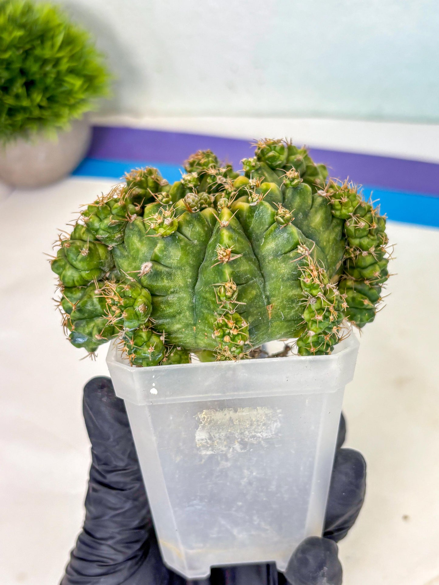 Gymnocalycium Mihanovichii (XL) (o8) | De-Grafted Plant