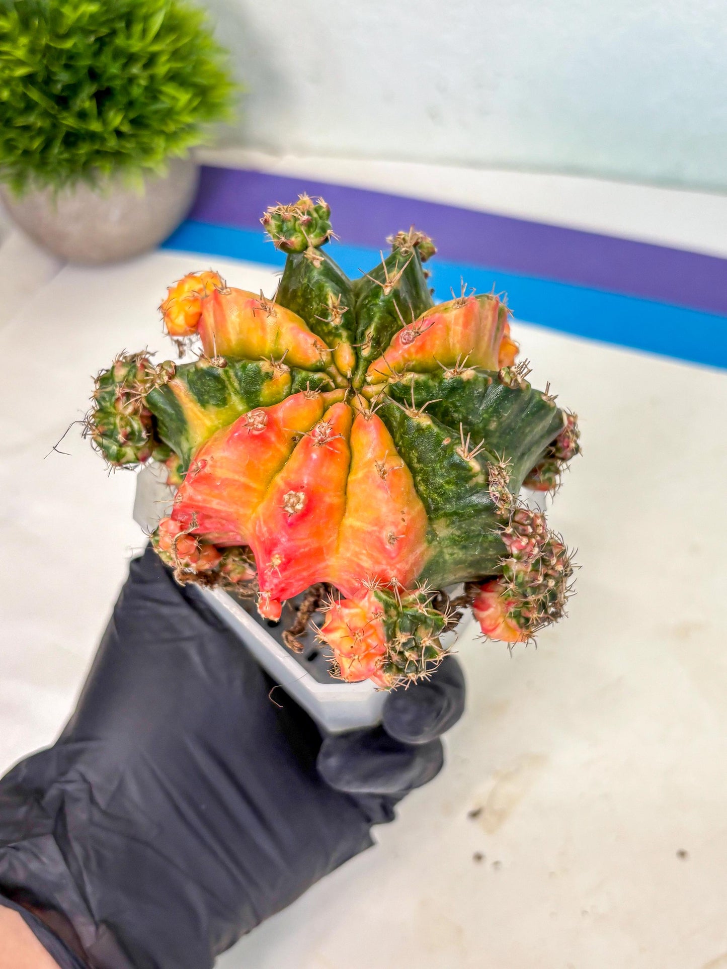 Gymnocalycium Mihanovichii (XL) (9o) | De-Grafted Plant