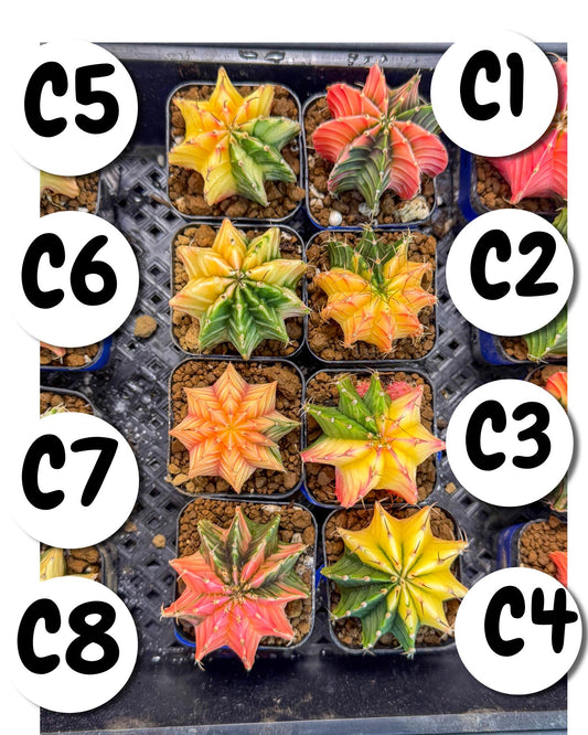 Gymnocalycium Var (Ap) (c) | Choose your own plant! 2 Inch Pot