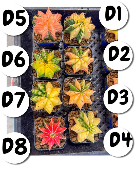 Gymnocalycium Var (Ap) (D) | Choose your own plant! 2 Inch Pot