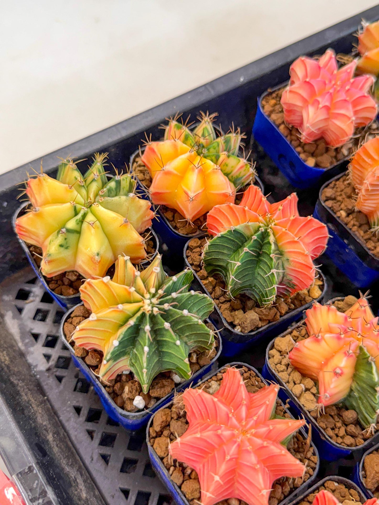 Gymnocalycium Var (AY) (D) | Choose your own plant! 2 Inch Pot