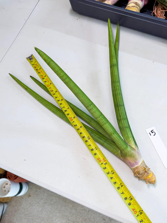 Sansevieria Dlouho (gg) (15) | Very Rare Hybrid Plant