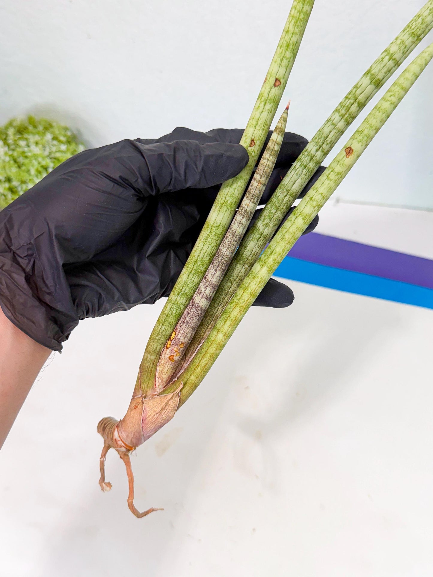 Sansevieria (gg) (19) | New Imported Hybrids