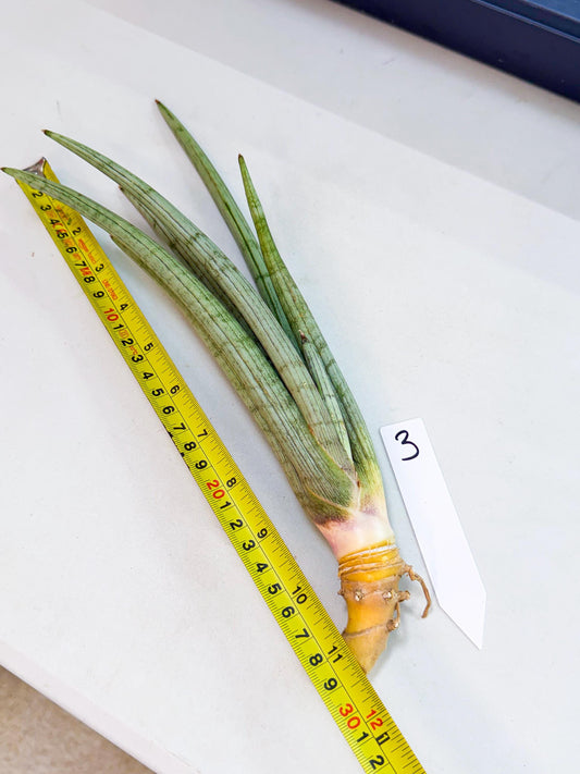 Sansevieria HvidSke (ro) (3) | Rare -For Advanced Grower