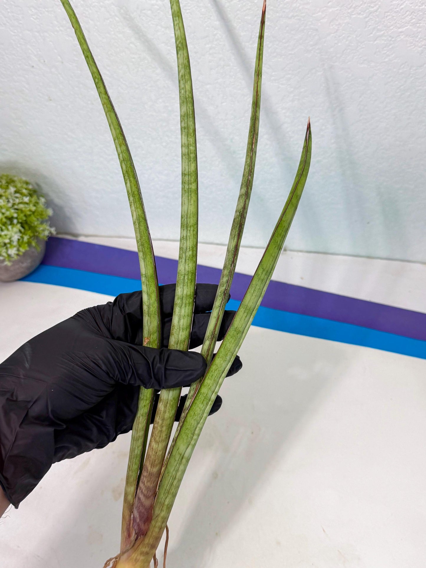Sansevieria TydGaffel (ro) (4) | Rare -For Advanced Grower