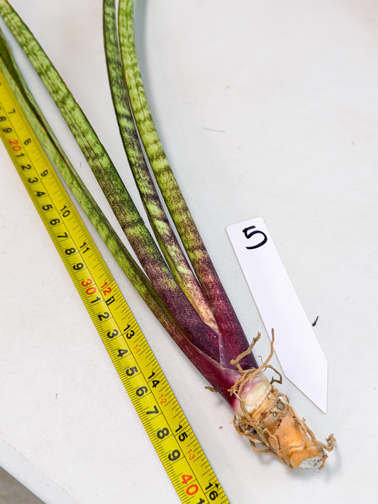 Sansevieria LilGaffel (ro) (5) | Rare -For Advanced Grower