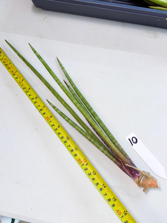 Sansevieria GaffelTvil (ro) (10) | Rare -For Advanced Grower