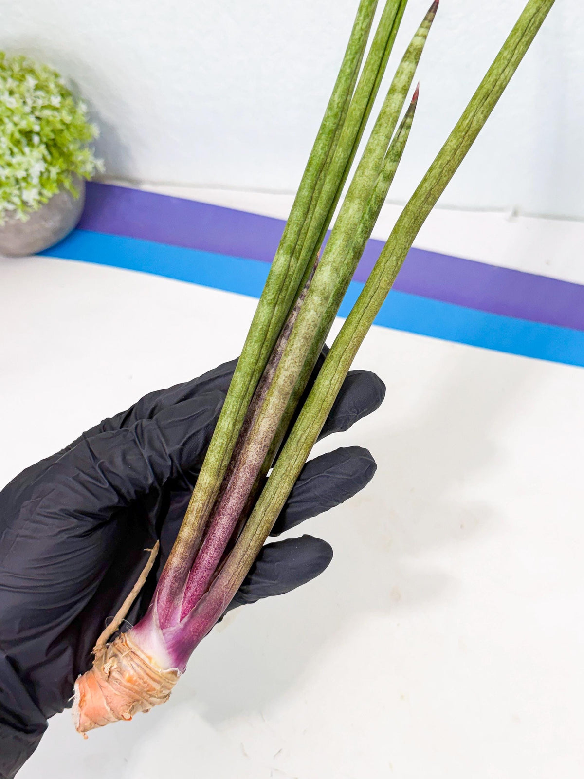 Sansevieria GaffelTvil (ro) (10) | Rare -For Advanced Grower