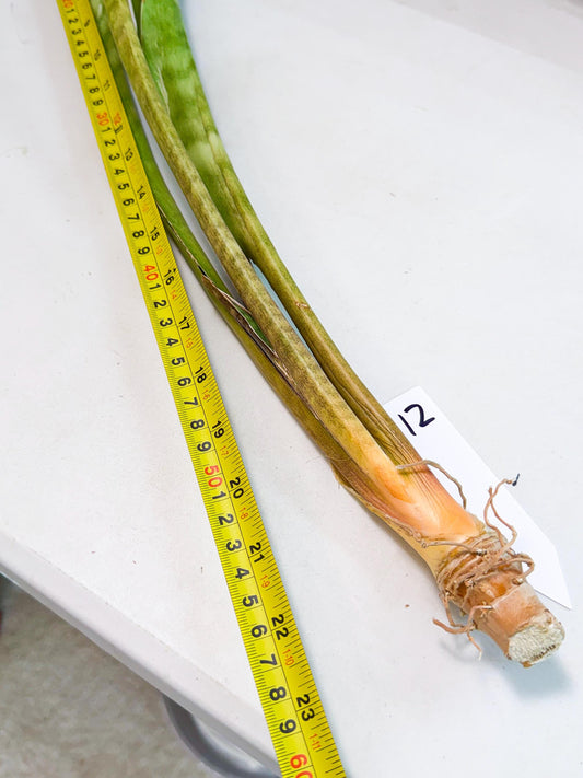 Sansevieria Brokutsara (ro) (12) | Rare -For Advanced Grower