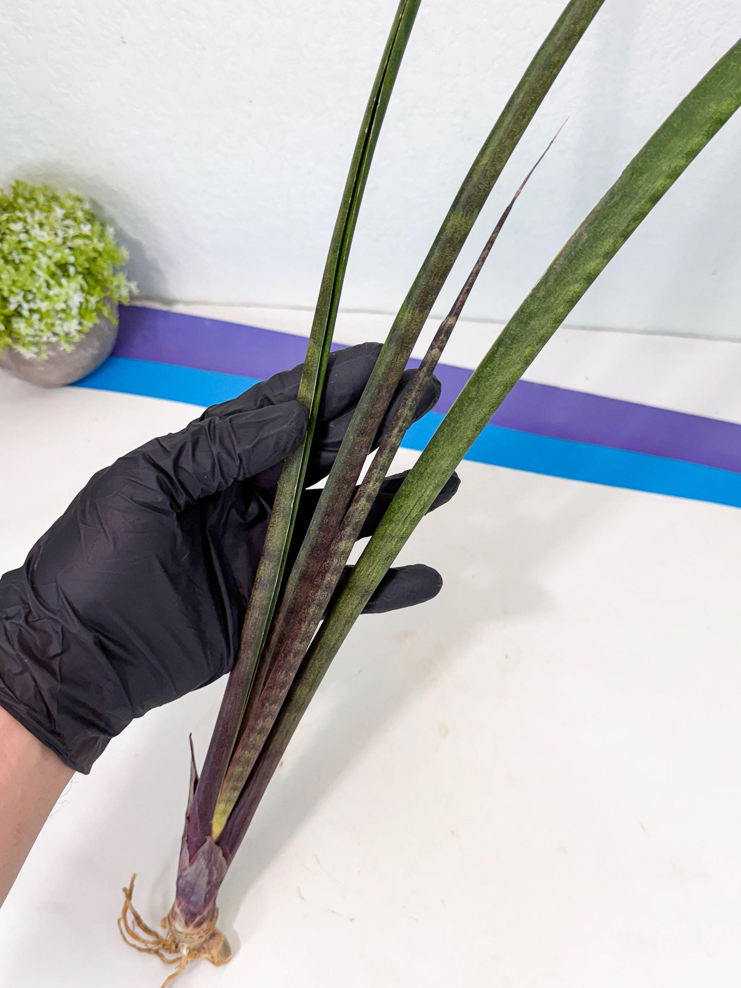 Sansevieria Lilasaru (ro) (13) | Rare -For Advanced Grower