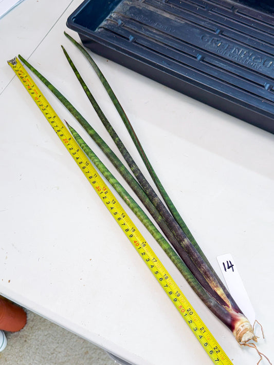 Sansevieria Lilasaru (ro) (14) | Rare -For Advanced Grower