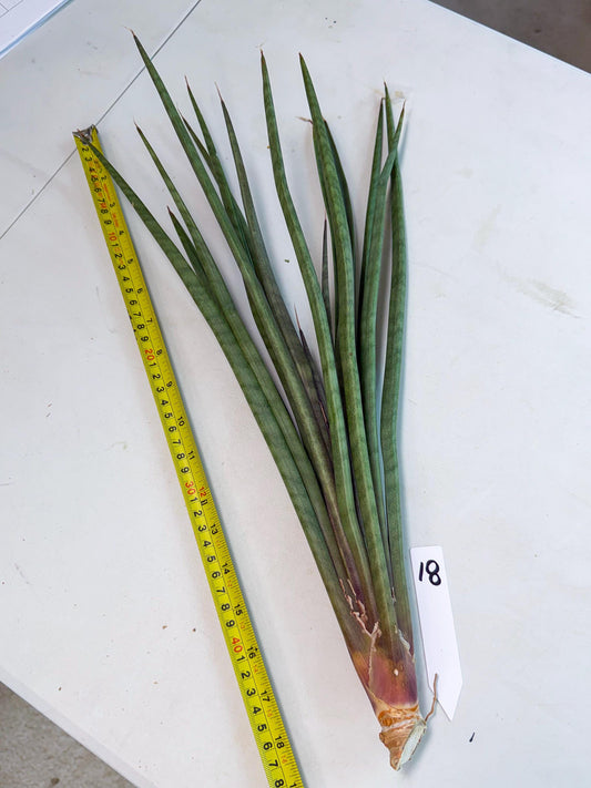 Sansevieria Vert Fonce (ro) (18) | New Imported Hybrids