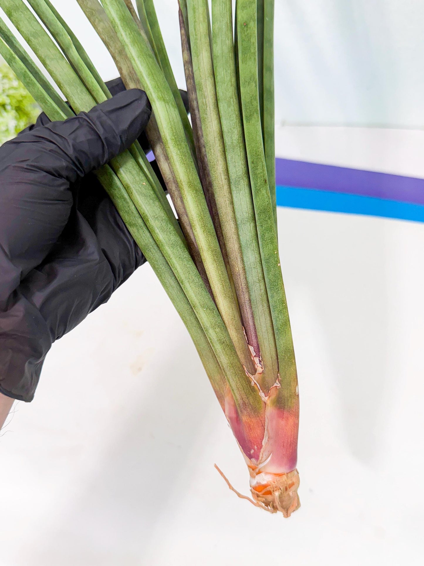 Sansevieria Vert Fonce (ro) (18) | New Imported Hybrids