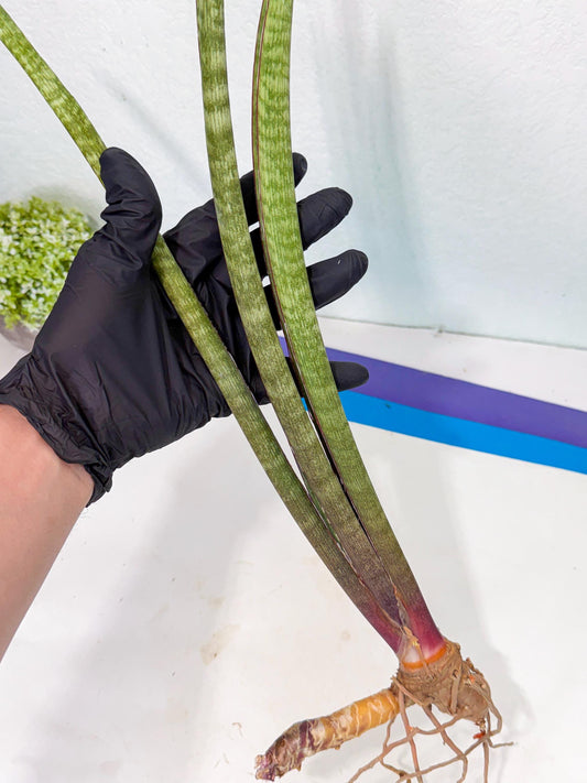 Sansevieria BatonVi (oo) (2) | Rare Hybrids