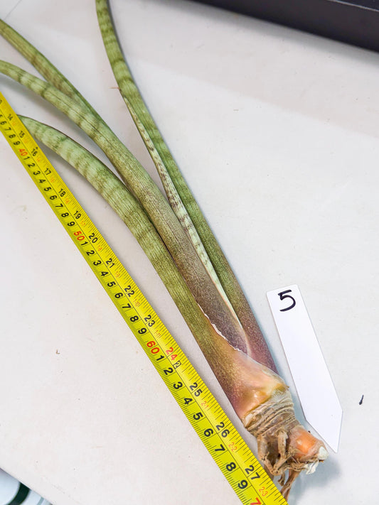 Sansevieria LichtZwil (oo) (5) | Rare Hybrids
